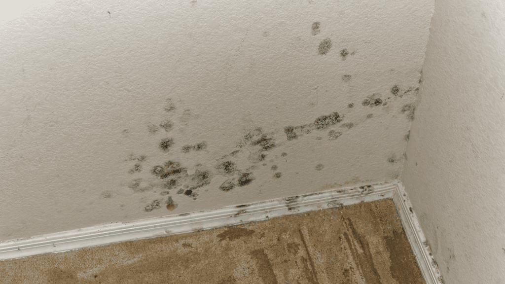 Mold-damage-remediation-services